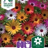 Nelson Garden Siemen Päivänkukka, Keski-, Väriseos -Piha myymälä 0Aqm1YGIKNS8Og3tGCCHDT