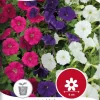 Nelson Garden Siemen Petunia,Tarha-,Mätäs-, Fantasy Mix -Piha myymälä 0ByW5Cq1KOWBr8243tYtem