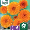 Nelson Garden Siemen Kehäkukka, Tarha-, Balls Orange 2 Nelson Garden Siemen Kehäkukka, Tarha-, Balls Orange -Piha myymälä 0Q zPeaLKQBBwGD6Rp9EZM