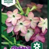 Nelson Garden Siemen Tupakka, Koriste-, Lime/Purple Bicolour -Piha myymälä 0XKJ4191a1vBSSts93MW04