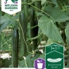 Nelson Garden Siemen Kurkku, Kasvihuone-, Futura F1 -Piha myymälä 13VHTnqB4 b9CJ6kOOfF4p