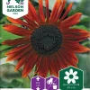 Nelson Garden Siemen Auringonkukka, Puna-, Red Sun -Piha myymälä 1ZEfvTkXaxsA7yRGzWMy7A