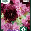 Nelson Garden Siemen Kosmoskukka, Puna-, Double Click -Piha myymälä 1gU0oAdGa4P8nHRAk05517