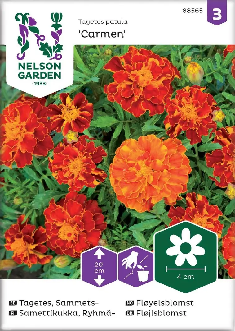 Nelson Garden Siemen Samettikukka, Ryhmä-, Carmen 3 Nelson Garden Siemen Samettikukka, Ryhmä-, Carmen