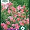 Nelson Garden Siemen Silkkikukka, Iso-, Sybil Sherwood -Piha myymälä 2gmPzttYqzk9t1TCFDoMMC