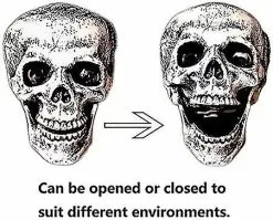 Unbranded Realistic Skeleton Stakes Halloween Decorations For Garden Lawn Stakes Haunted House -Piha myymälä 321825014 max