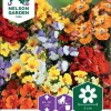 Nelson Garden Siemen Kohtalonkukka, Kirjo-, Carnival Mix -Piha myymälä 3AZFoU9s4zeA2WR RLoo49