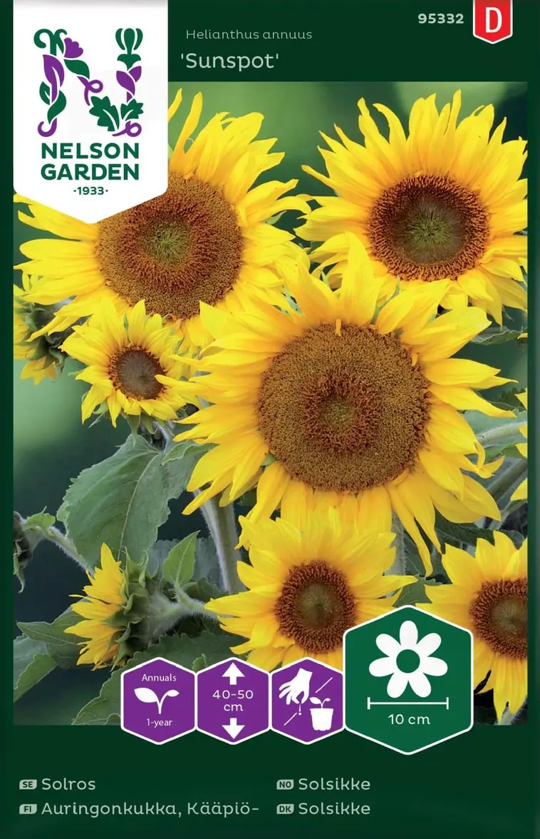 Nelson Garden Siemen Auringonkukka, Kääpiö-, Sunspot 3 Nelson Garden Siemen Auringonkukka, Kääpiö-, Sunspot