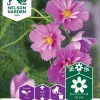 Nelson Garden Siemen Punakosmoskukka Fizzy Pink Dark Center -Piha myymälä 3aAaUb7ZKWJ8Uv2SlpWwhF