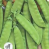Nelson Garden Siemen Herne, Sokeri-, Oregon Sugar Pod 250 G -Piha myymälä 3ryFtDbVKn39xeVWfj6QiW