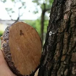 Unbranded Cute Squirrel Hanging Ornament Hand Painted Resin Crafts Pendant Garden Yard Decoration -Piha myymälä 407269243 max