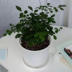 Unbranded 6pcs Garden Plastic Flower Plant Pots Set Indoor For House Foliage -Piha myymälä 442804402 max