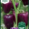 Nelson Garden Siemen Paprika, Vihannes-, Snacking Purple -Piha myymälä 4Ffy46qBK4nBVULI8tJf1f