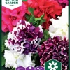Nelson Garden Siemen Petunia,Tarha-,Glorious F1, Kerrottu -Piha myymälä 4Je 0oy5asG8RNmPs hwmc