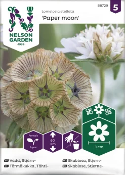 Nelson Garden Siemen Törmäkukka, Tähti-, Paper Moon