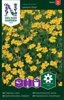 Nelson Garden Siemen Samettikukka, Kääpiö-, Lemon Star