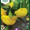 Nelson Garden Siemen Kurpitsa Sunseanse F1 1 Nelson Garden Siemen Kurpitsa Sunseanse F1 -Piha myymälä 5 0 NquSq9r8FPDXlHgJPA