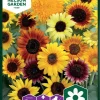 Nelson Garden Siemen Auringonkukka, Seos -Piha myymälä 52d5Ru 1K09B6fQ5yyUqwk