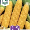 Nelson Garden Siemen Maissi, Sokeri-, Tasty Sweet F2 -Piha myymälä 56FE0AaQqAoAzeUFsjahdp