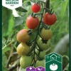 Nelson Garden Siemen Kirsikkatomaatti Sunpeach F1 -Piha myymälä 59F6j3xB4Xy9CDP K5xlnR