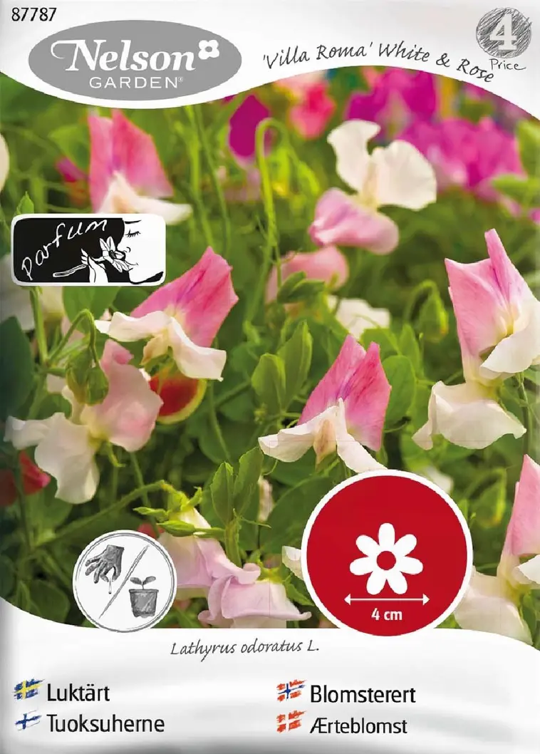 Nelson Garden Siemen Tuoksuherne, Villa Roma White & Rose 3 Nelson Garden Siemen Tuoksuherne, Villa Roma White & Rose