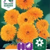 Nelson Garden Siemen Kehäkukka, Tarha-, Pacific Beauty 1 Nelson Garden Siemen Kehäkukka, Tarha-, Pacific Beauty -Piha myymälä 5IJkrVopqmh8W2 JGc0mMO