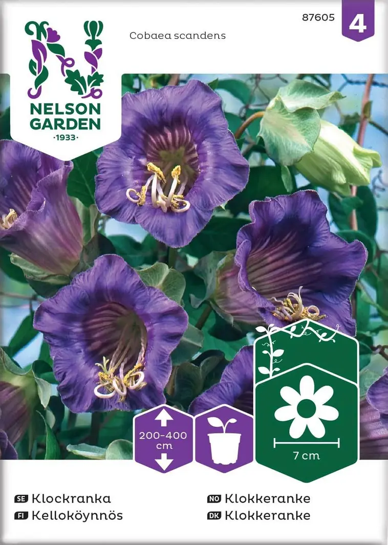 Nelson Garden Siemen Kelloköynnös 3 Nelson Garden Siemen Kelloköynnös
