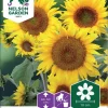 Nelson Garden Siemen Auringonkukka, Kääpiö-, Sunspot -Piha myymälä 5xLGRSjeqlK8LDbC kvv1n