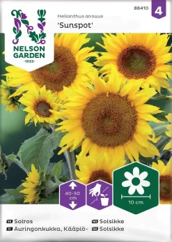 Nelson Garden Siemen Auringonkukka, Kääpiö-, Sunspot