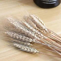 Unbranded 50pcs Wheat Ears Dried Flowers Garden Plants Natural Primary Colors Mimenor -Piha myymälä 628594391 max