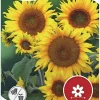 Nelson Garden Siemen Auringonkukka Matala, Sunspot 250 G -Piha myymälä 6XlgDWksaglAp4QG tKHBf
