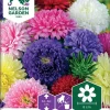 Nelson Garden Siemen Asteri, Kiinan-, Semi-Tall, Väriseos 2 Nelson Garden Siemen Asteri, Kiinan-, Semi-Tall, Väriseos -Piha myymälä 6ewe85Z5KdSAIKx81DMD6J