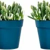 Unbranded Set Of 2 Plastic Wall Planter Pots For Indoor Outdoor Garden Balcony Cream White Blue -Piha myymälä 718222410 max