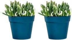 Unbranded Set Of 2 Plastic Wall Planter Pots For Indoor Outdoor Garden Balcony Cream White Blue