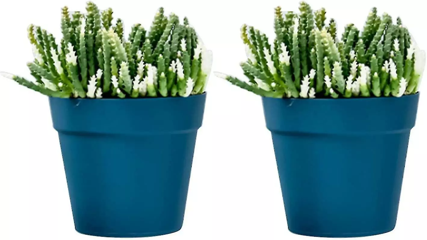 Unbranded Set Of 2 Plastic Wall Planter Pots For Indoor Outdoor Garden Balcony Cream White Blue 3 Unbranded Set Of 2 Plastic Wall Planter Pots For Indoor Outdoor Garden Balcony Cream White Blue