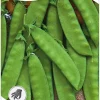 Nelson Garden Siemen Herne, Sokeri-, Oregon Sugar Pod 1 Kg 1 Nelson Garden Siemen Herne, Sokeri-, Oregon Sugar Pod 1 Kg -Piha myymälä 76axmjFF4Q7AvZpPy39hGU
