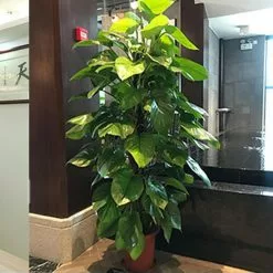 Unbranded 1 Set Moss Pole Detachable Stable Strong Construction Anti-deform Good Support Sturdy Handmade Potted Plants Support Stake Garden Supply Kaesi -Piha myymälä 779799459 max