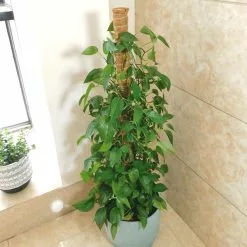 Unbranded 1 Set Moss Pole Detachable Stable Strong Construction Anti-deform Good Support Sturdy Handmade Potted Plants Support Stake Garden Supply Kaesi -Piha myymälä 779799584 max