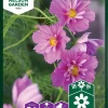 Nelson Garden Siemen Punakosmoskukka Fizzy Pink Dark Center -Piha myymälä 8 qiWrq94xxAC7Zwzg2cy1
