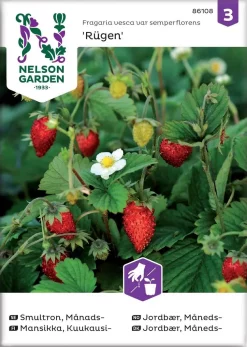Nelson Garden Siemen Mansikka, Kuukausi-, Rügen