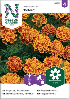 Nelson Garden Siemen Samettikukka, Ryhmä-, Bolero