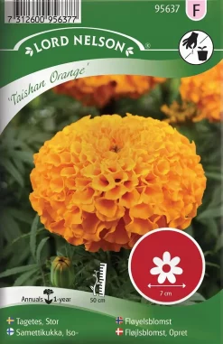 Nelson Garden Siemen Samettikukka, Iso-, 'Taishan Orange'