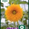 Nelson Garden Siemen Auringonkukka, Double Sunking -Piha myymälä 87hSr0 QakiAqaBU0LMXIG