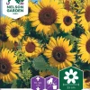 Nelson Garden Siemen Auringonkukka, Iso-, Waooh 2 Nelson Garden Siemen Auringonkukka, Iso-, Waooh -Piha myymälä 8HJLhEjB4f BiKcciMXgZN