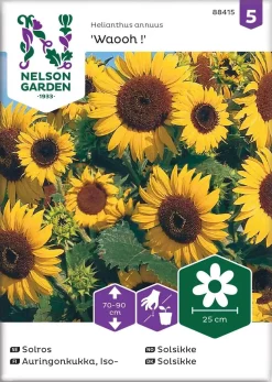 Nelson Garden Siemen Auringonkukka, Iso-, Waooh