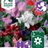 Nelson Garden Siemen Tuoksuherne, Royal Mix -Piha myymälä 8RGisJ9m4XqBA2DwwpODmH