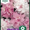 Nelson Garden Siemen Petunia, Tarha-, Cascade Orchid Mist F1 -Piha myymälä 8qm9maea4yVB4PQDQ kpBt