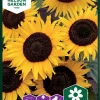 Nelson Garden Siemen Auringonkukka, Iso-, Ikarus -Piha myymälä 9Dnp LILaimB nuuup6eHU