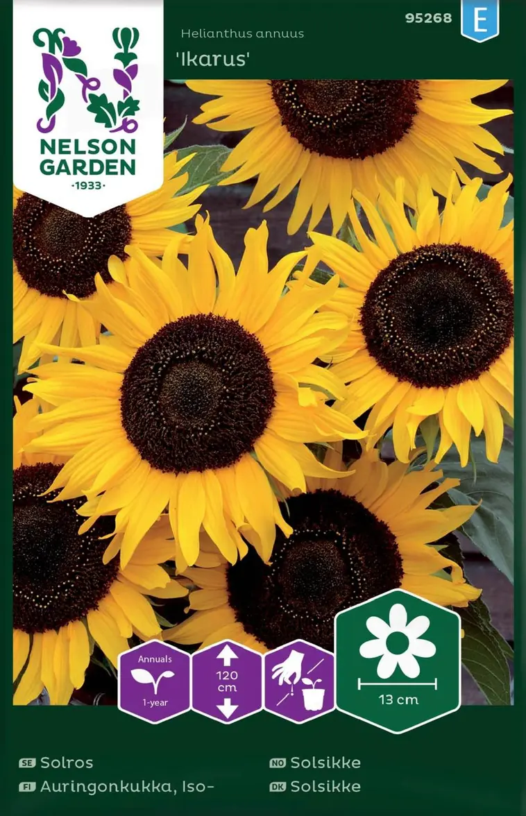 Nelson Garden Siemen Auringonkukka, Iso-, Ikarus 3 Nelson Garden Siemen Auringonkukka, Iso-, Ikarus