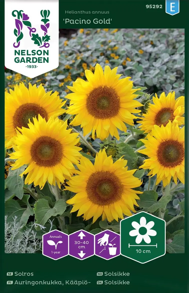 Nelson Garden Siemen Auringonkukka, Kääpiö-, Pacino Gold 3 Nelson Garden Siemen Auringonkukka, Kääpiö-, Pacino Gold